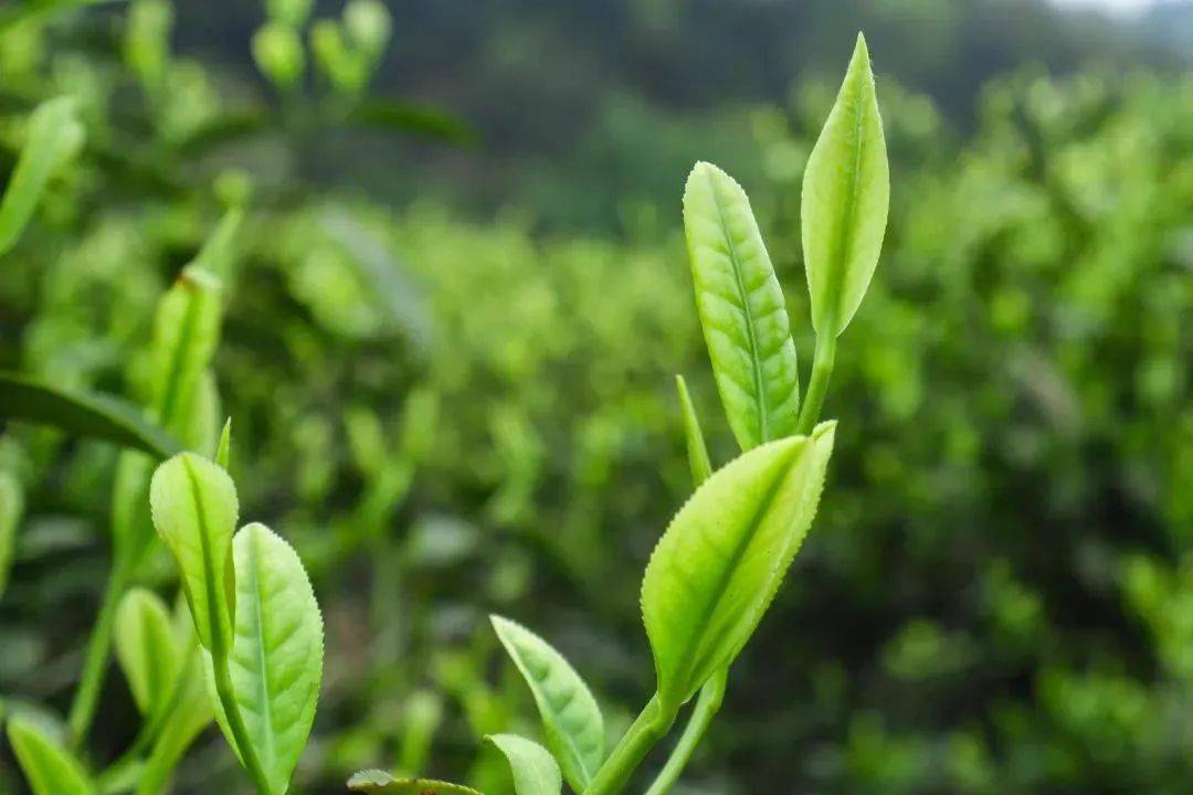 茶叶出口报关基本流程